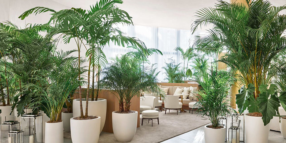 The Perfect Palms for Indoors and Outdoors