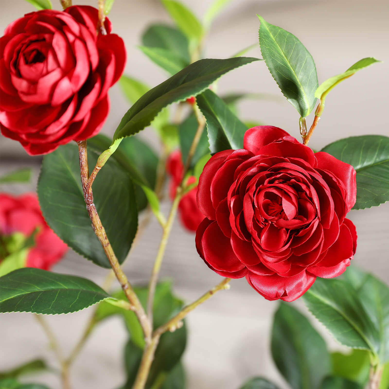 Camellia Plant