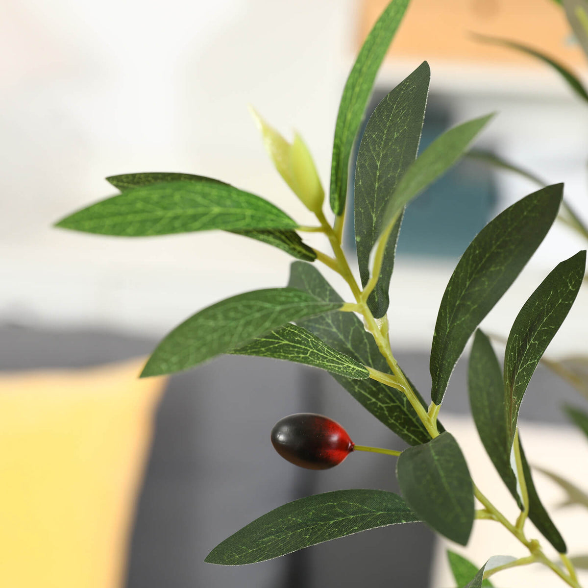 Olive Trees