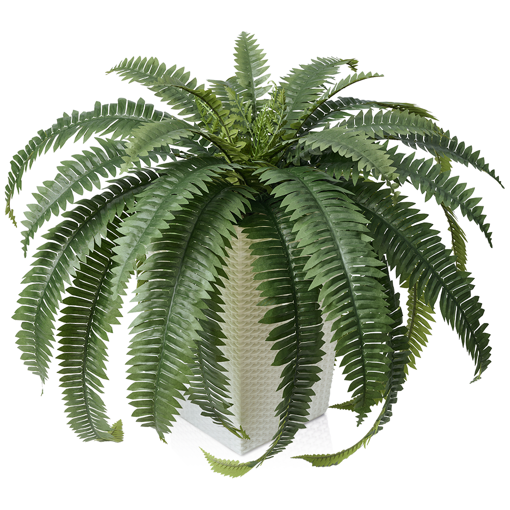 VeriNatural 33/39 Fronds Artificial Boston Fern Bush with Black Taper Planter for Indoor & Outdoor (1/2-Pack)(VN153)