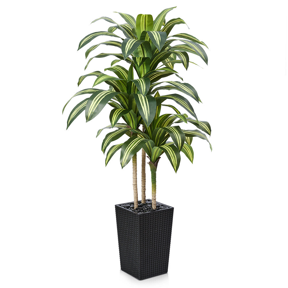VeriNatural 5/6FT Artificial Dracaena Tree UV Resistant with Black Taper Planter for Indoor & Outdoor (VN127)