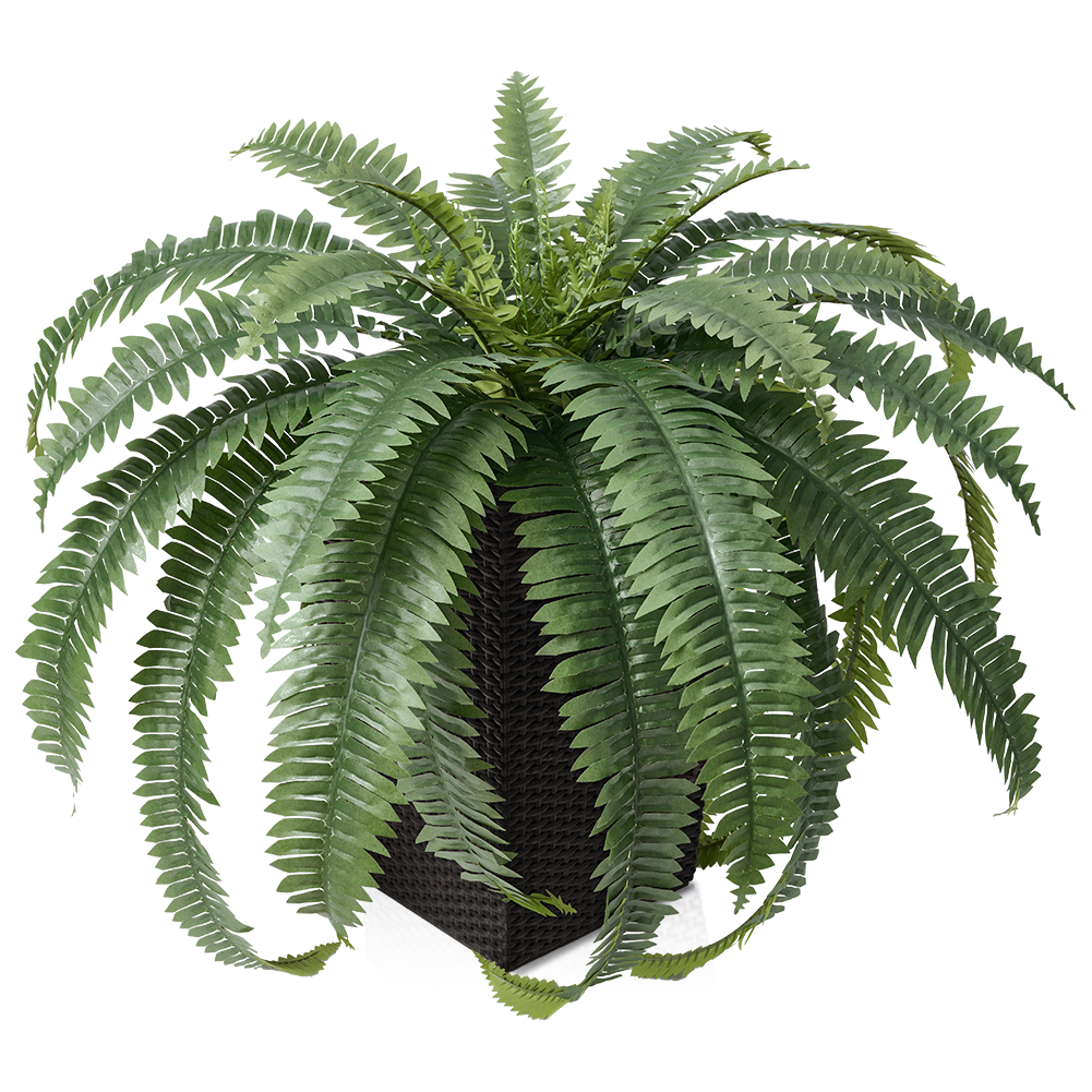 VeriNatural 33/39 Fronds Artificial Boston Fern Bush with Black Taper Planter for Indoor & Outdoor (1/2-Pack)(VN153)