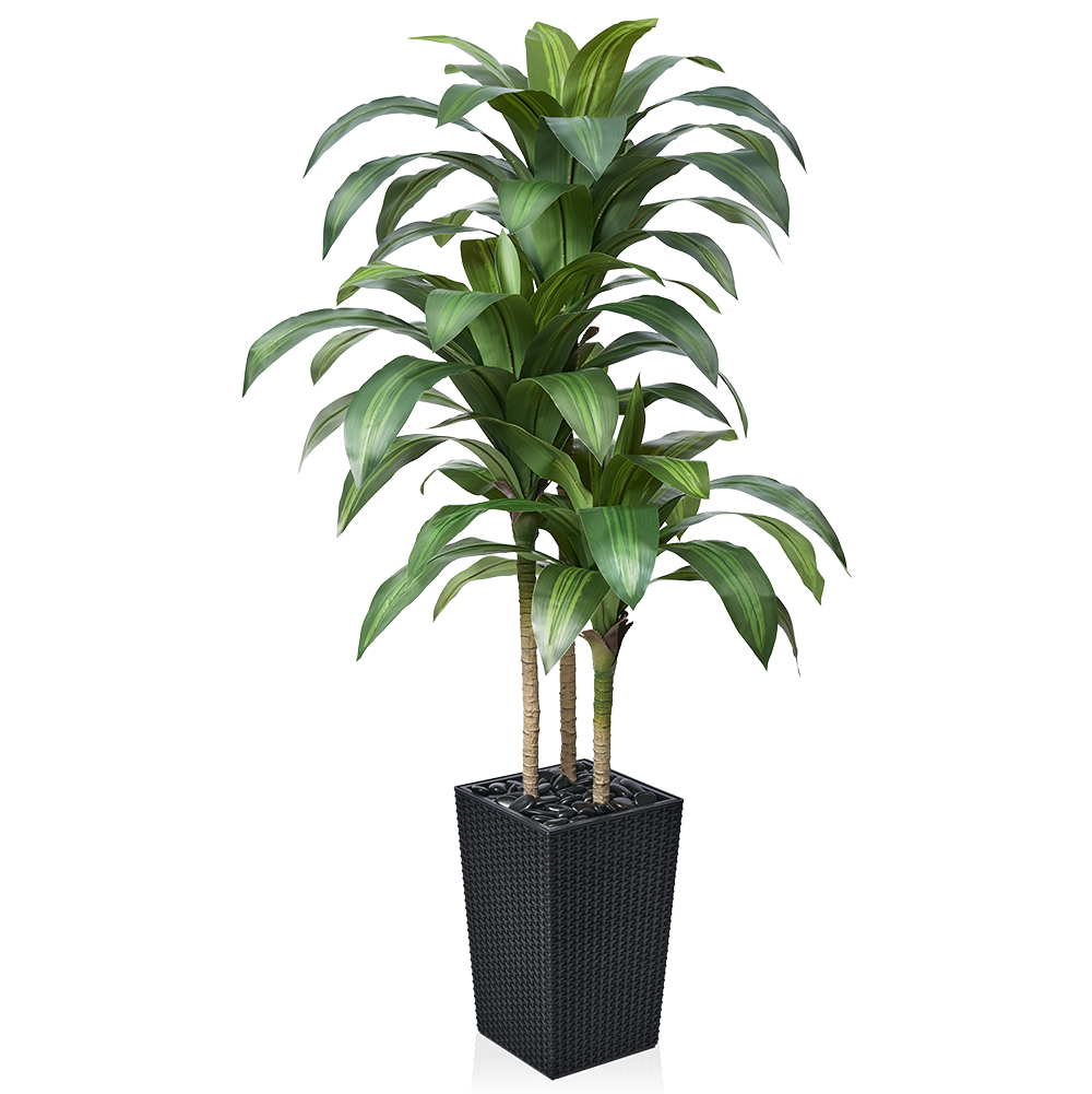 VeriNatural 5/6FT Artificial Dracaena Tree UV Resistant with Black Taper Planter for Indoor & Outdoor (VN127)