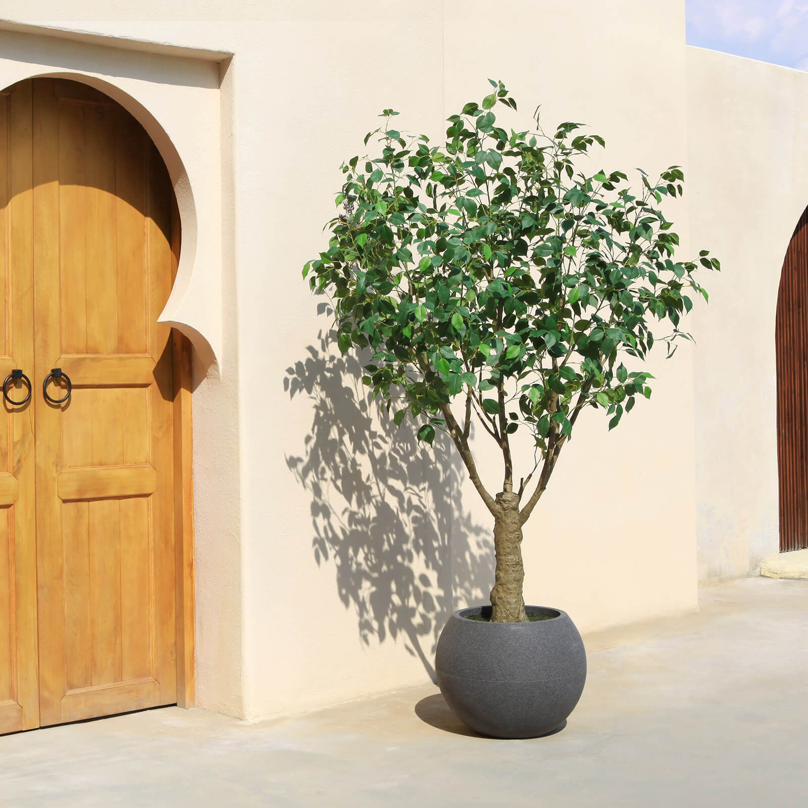 VeriNatural 7FT Artificial Ficus Tree with Gray Oval Planter for Indoor & Outdoor