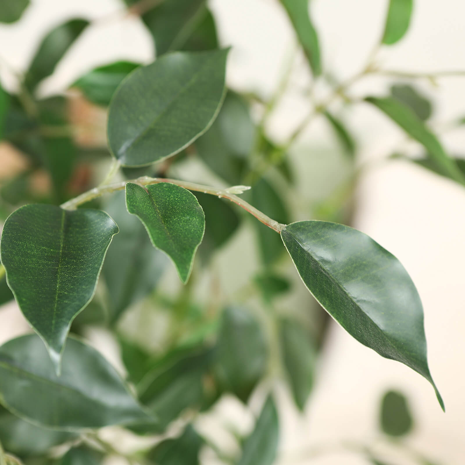 VeriNatural 5/6/7FT Artificial Ficus Tree with White Planter for Indoor