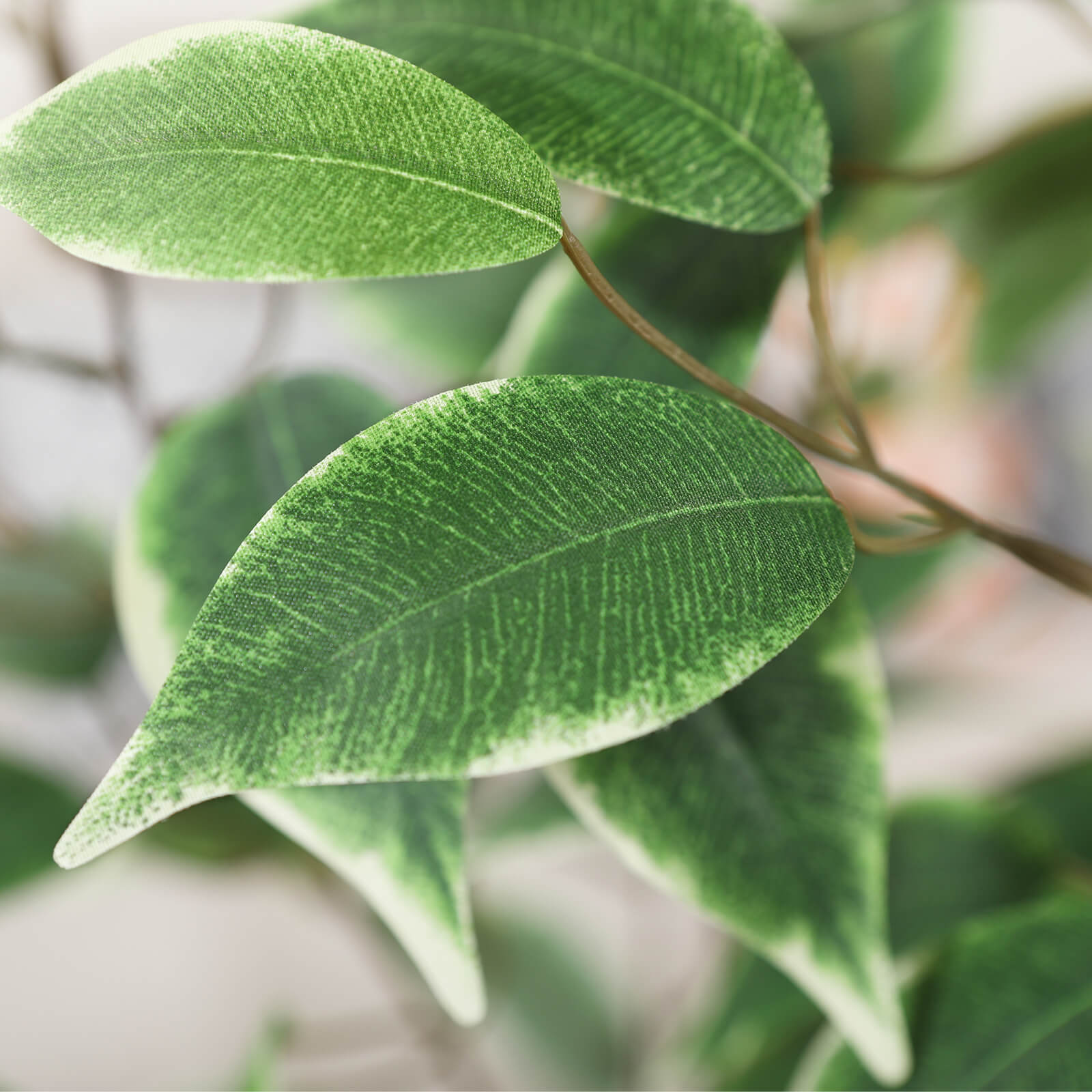 VeriNatural 5/6/7FT White Edge Bushy Artificial Ficus Tree with White Planter for Indoor