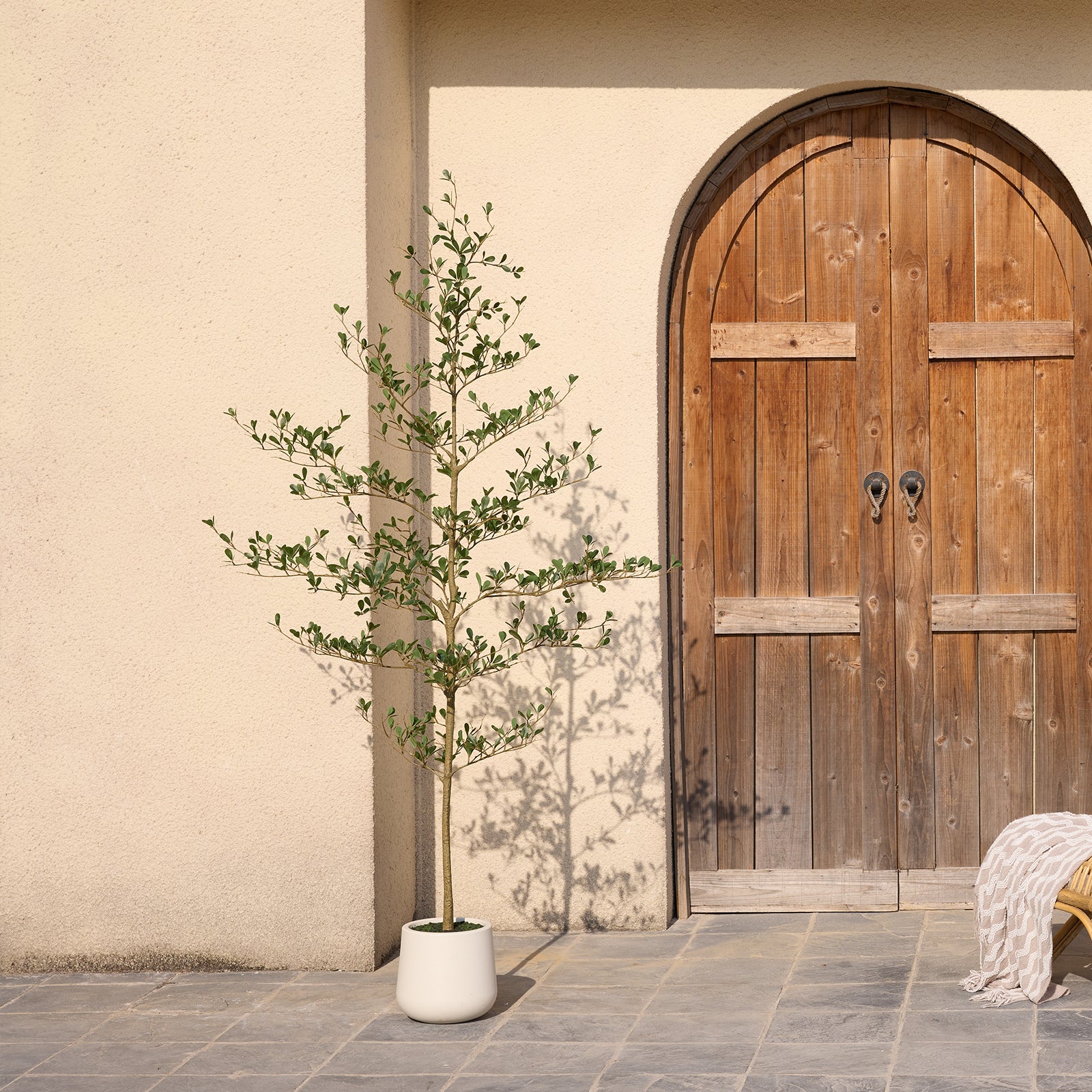 VeriNatural 5/6/7FT Artificial Black Olive Silk Tree UV Resistant with White Planter for Indoor & Outdoor(VN124)