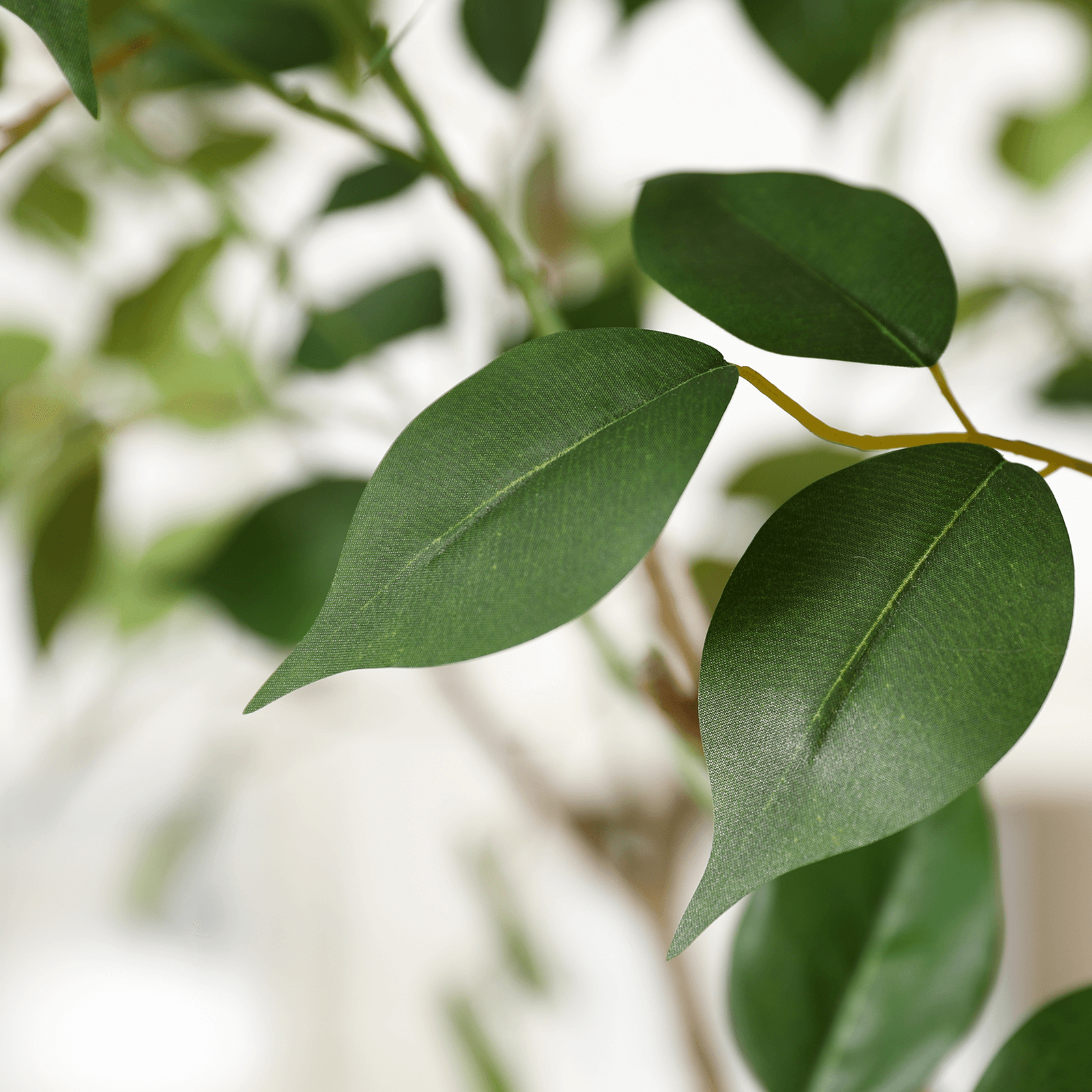 VeriNatural 6/7FT Artificial Ficus Tree with White/Brown Taper Planter for Indoor & Outdoor