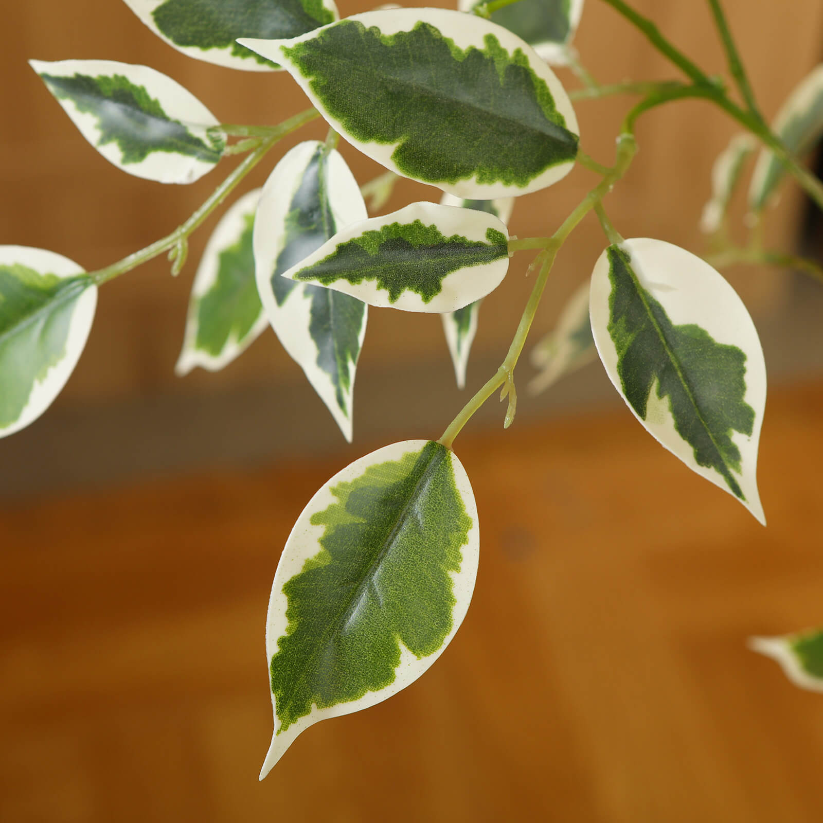 VeriNatural 5/6/7FT Artificial White Edge Leaf Ficus Tree with White Planter for Indoor