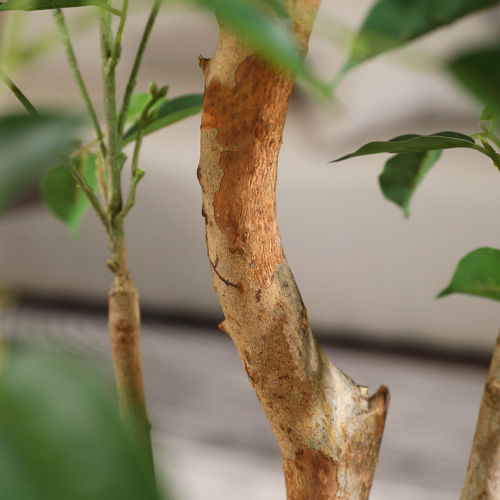 VeriNatural 8FT Artificial Real Trunks Ficus Tree with Custom White Pot for Indoor