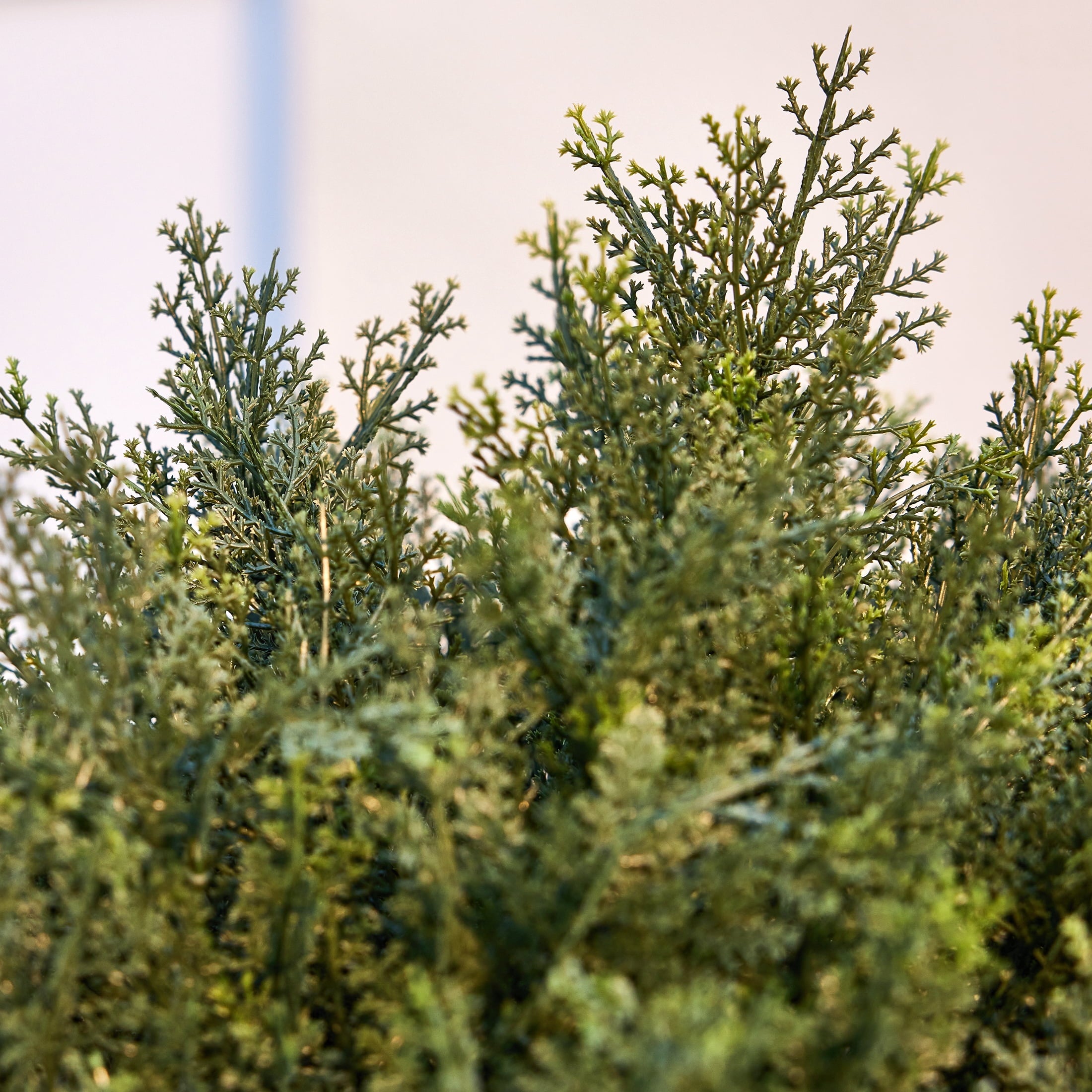 DR.Planzen Artificial 2 Pack 16 in Topiary Ball Trees, UV Resistant Faux Cedar Plants, Faux Cypress Evergreen Shrub Bush with 10.6in Twist-On Stake - For Front Porch Patio Garden Yard Outdoor Decor
