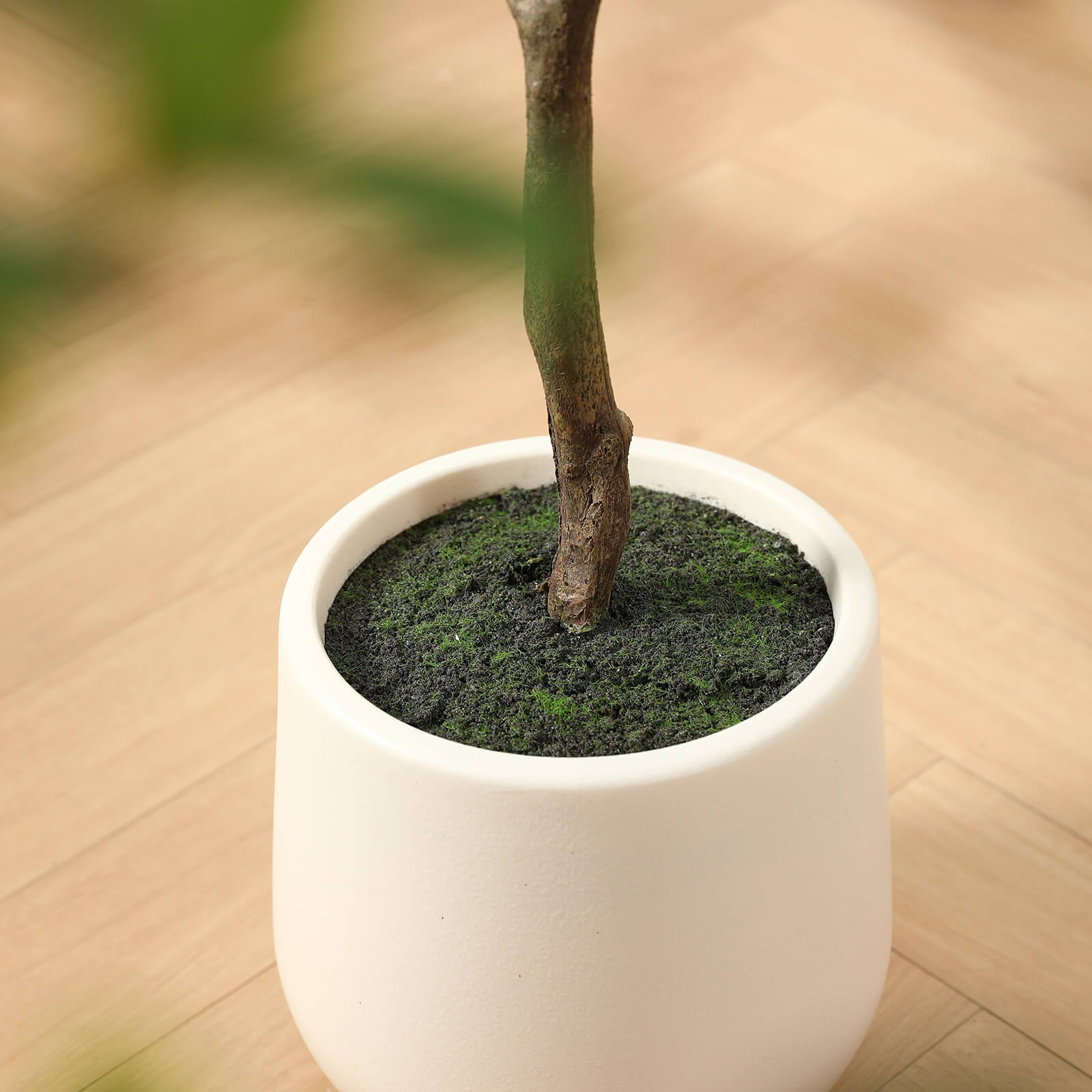 VeriNatural 5/6/7FT Artificial Black Olive Tree with White Planter for Indoor