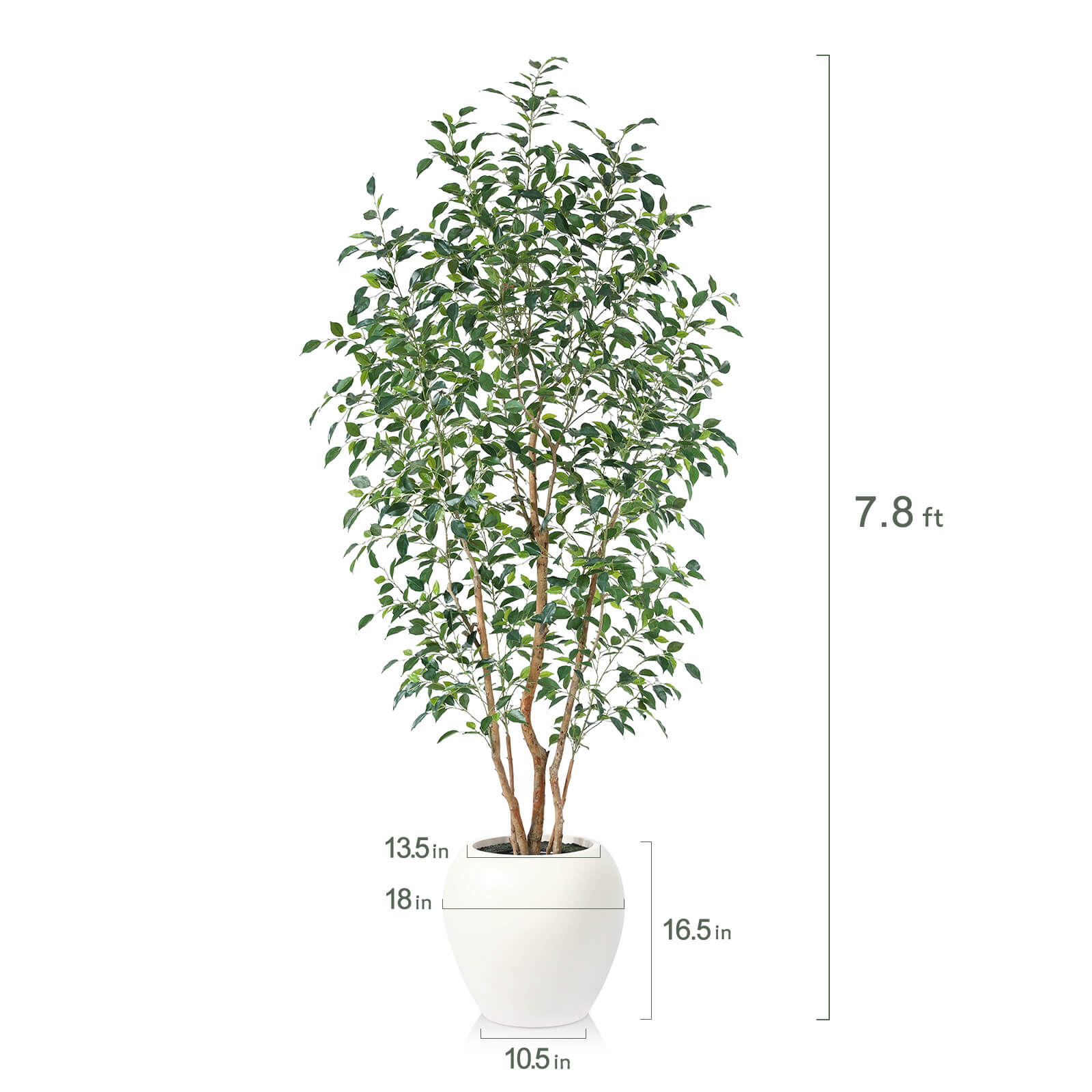 VeriNatural 8FT Artificial Real Trunks Ficus Tree with Custom White Pot for Indoor