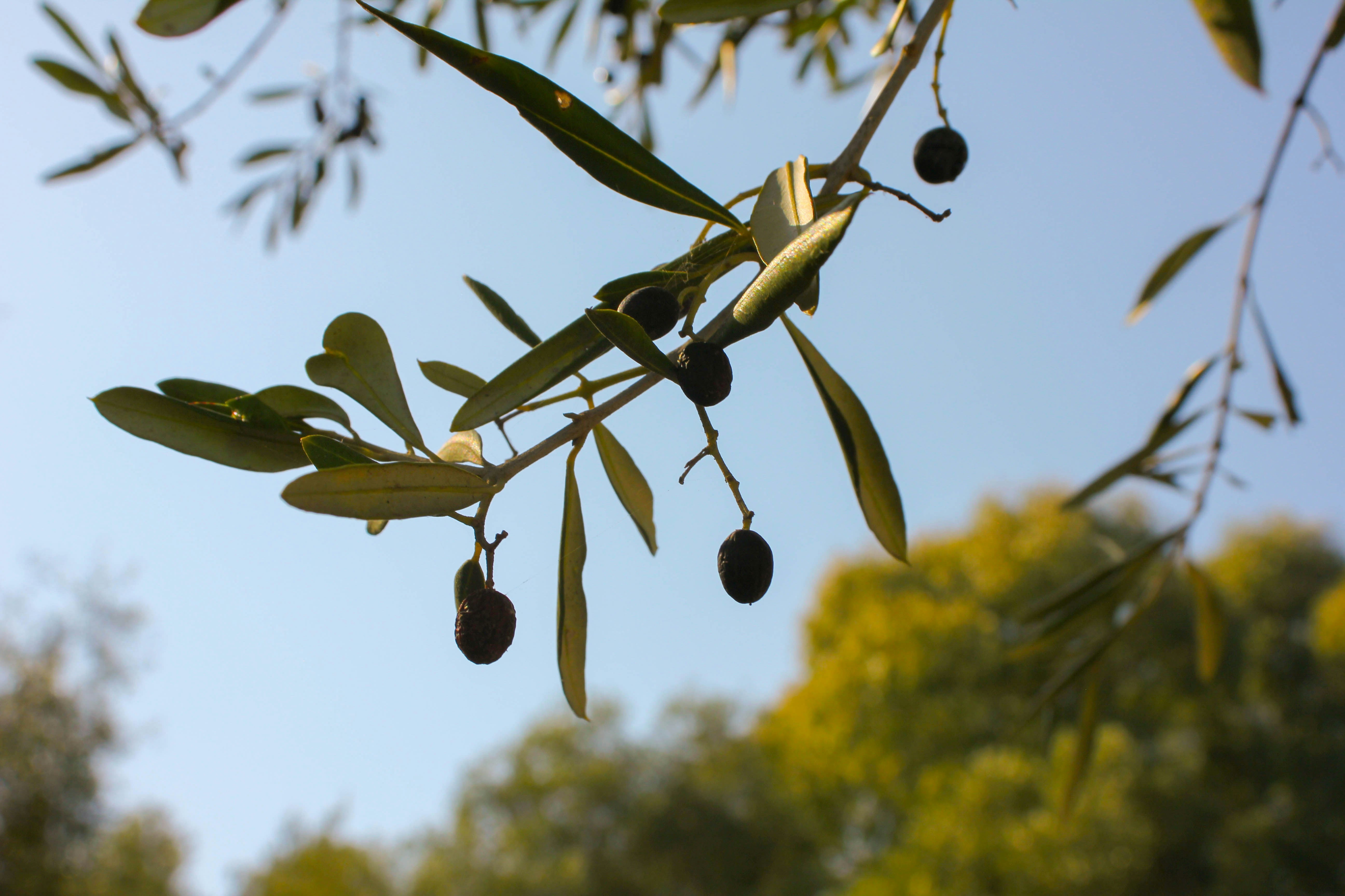 Artificial Olive Trees vs. Real Ones: Which is Right for You?