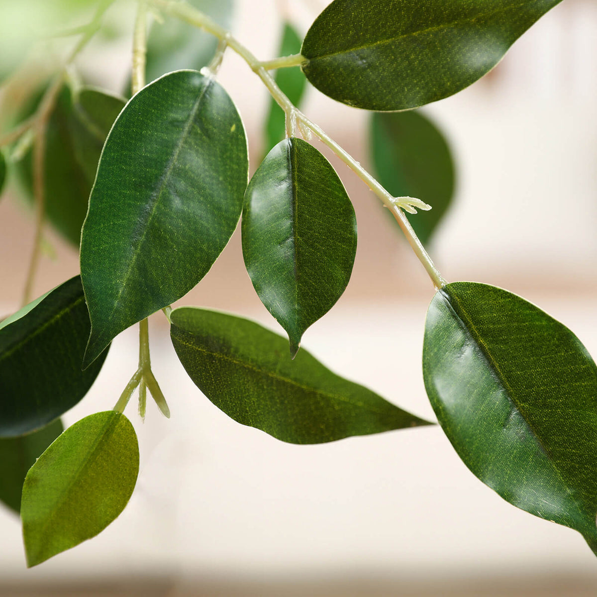 Ficus Trees