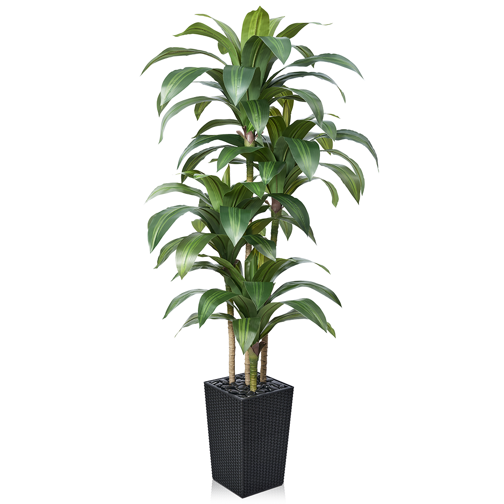 VeriNatural 5/6FT Artificial Dracaena Tree UV Resistant with Black Taper Planter for Indoor & Outdoor  (VN127)