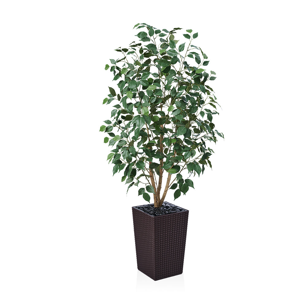 VeriNatural 5/6FT Natural Trunk Artificial Ficus Tree UV Resistant with Black/White Taper Planter for Indoor & Outdoor（VN129）