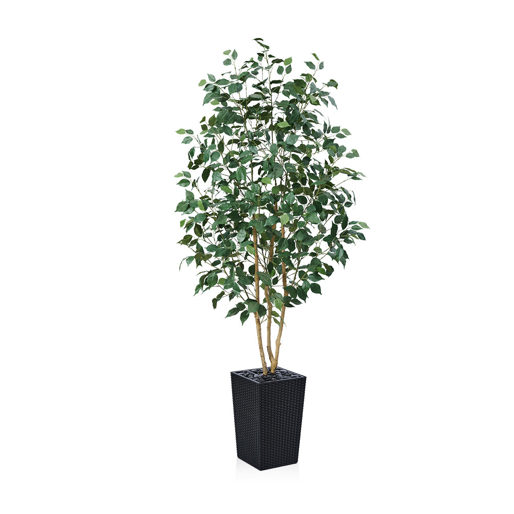 VeriNatural 5/6FT Natural Trunk Artificial Ficus Tree UV Resistant with Black/White Taper Planter for Indoor & Outdoor（VN129）