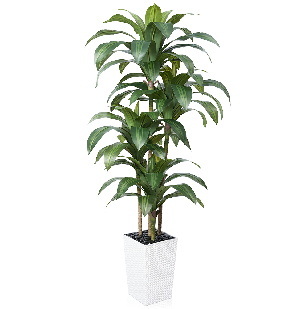 VeriNatural 5/6FT Artificial Dracaena Tree UV Resistant with Black Taper Planter for Indoor & Outdoor  (VN127)