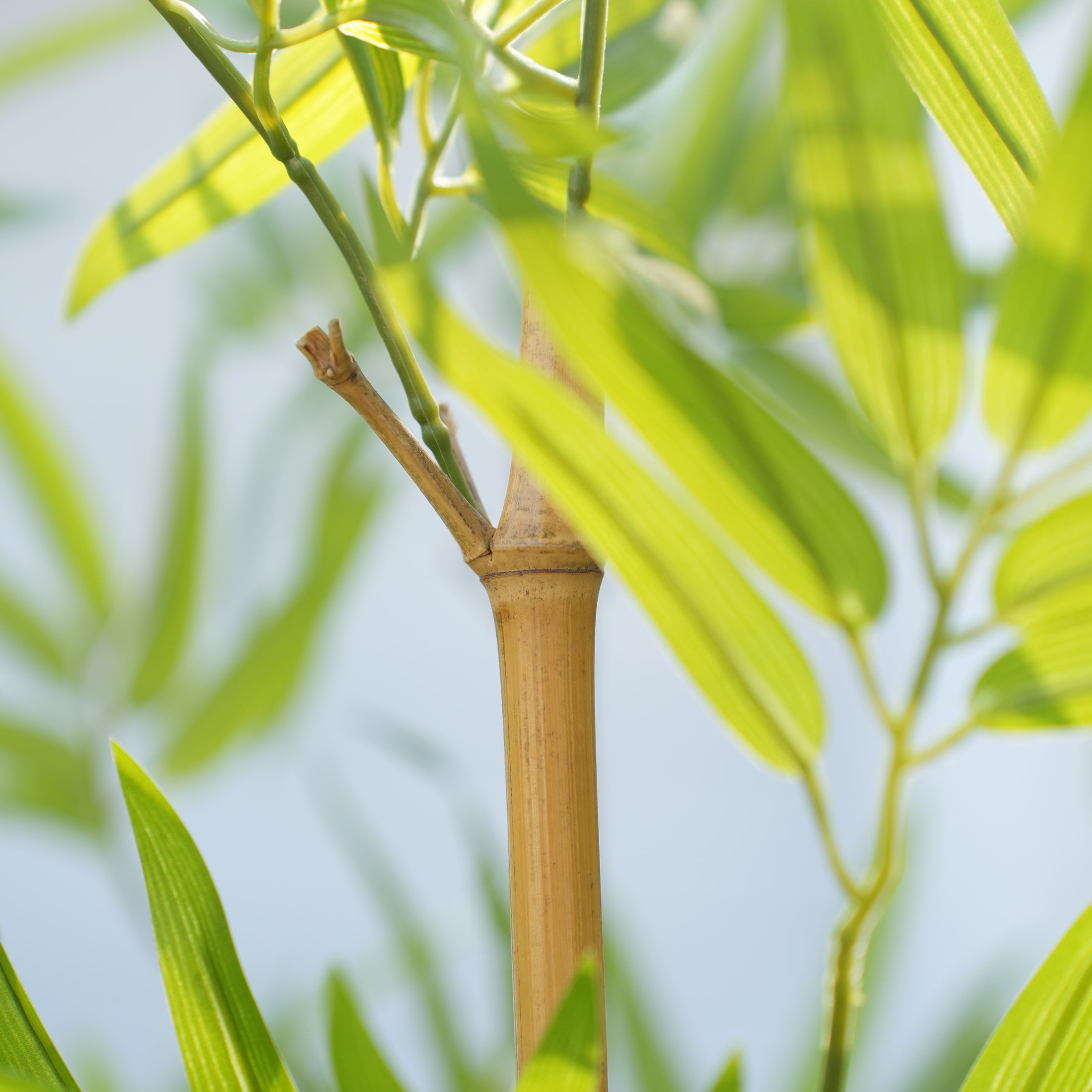 VeriNatural 5/6/7FT Artificial Bamboo Tree, 15/24/36-Stem Faux Bamboo Plant with Natural Stalks, UV Resistant, Lifelike Indoor & Outdoor Greenery (VN144)