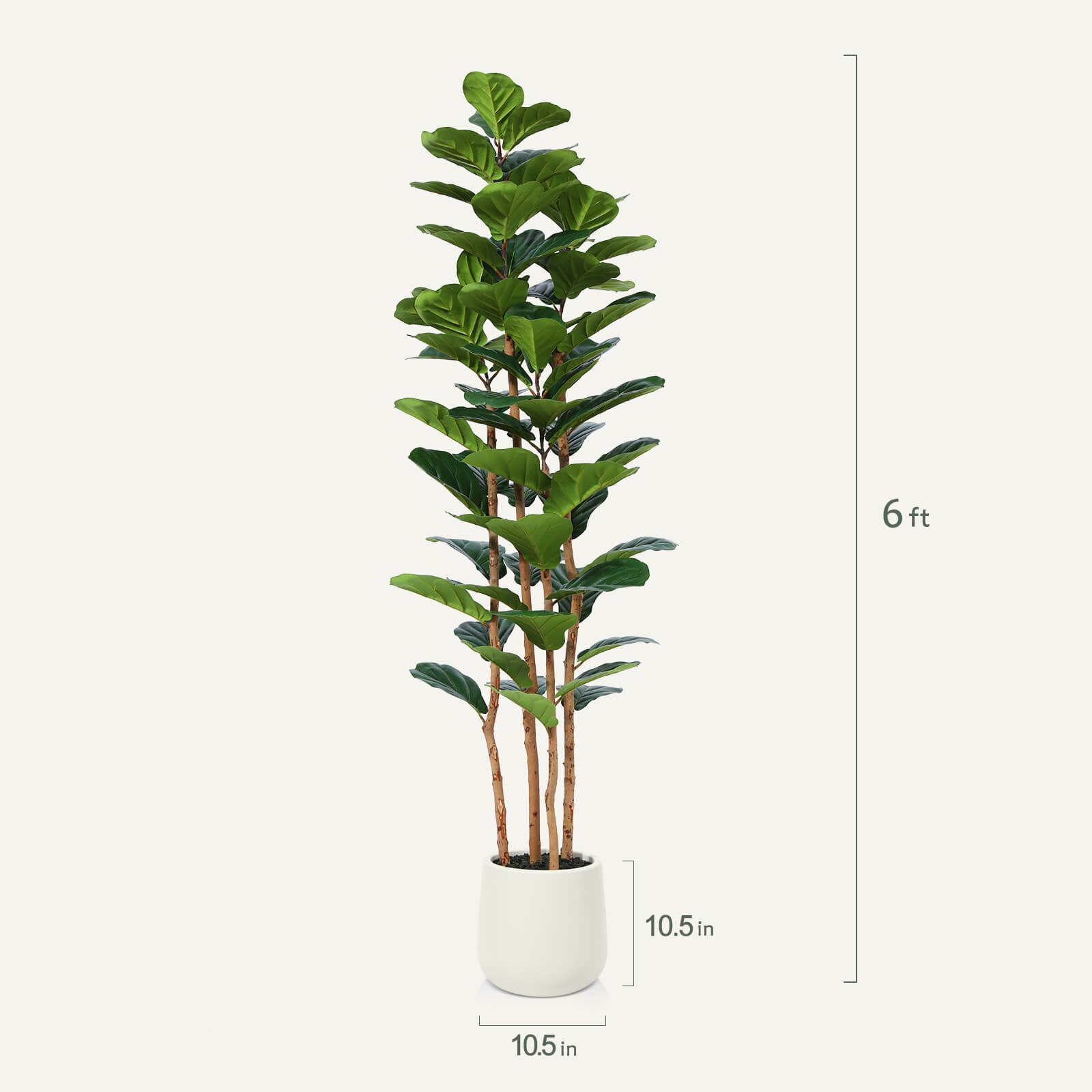 #size_6ft