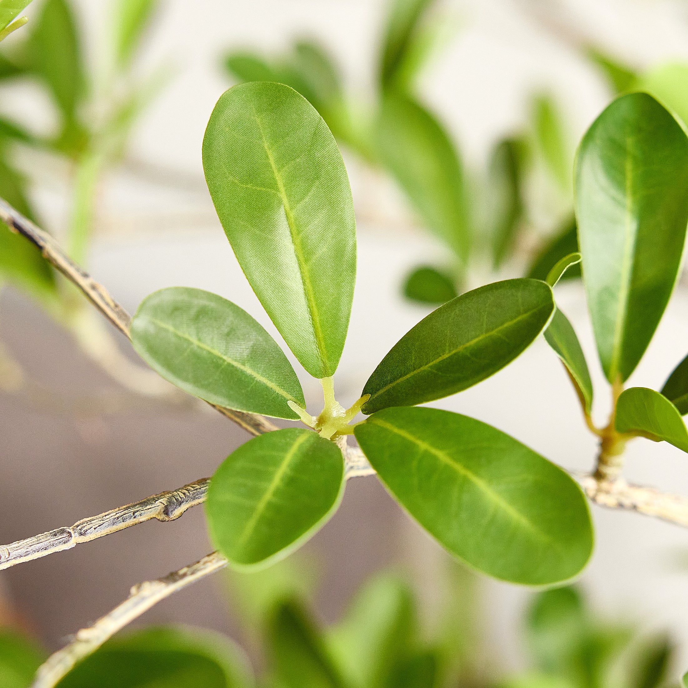 VeriNatural Artificial Black Olive Tree 7/8/9/10FT with White Planter, Faux Olive Tree for Indoor Outdoor Home Decor & Housewarming Gift