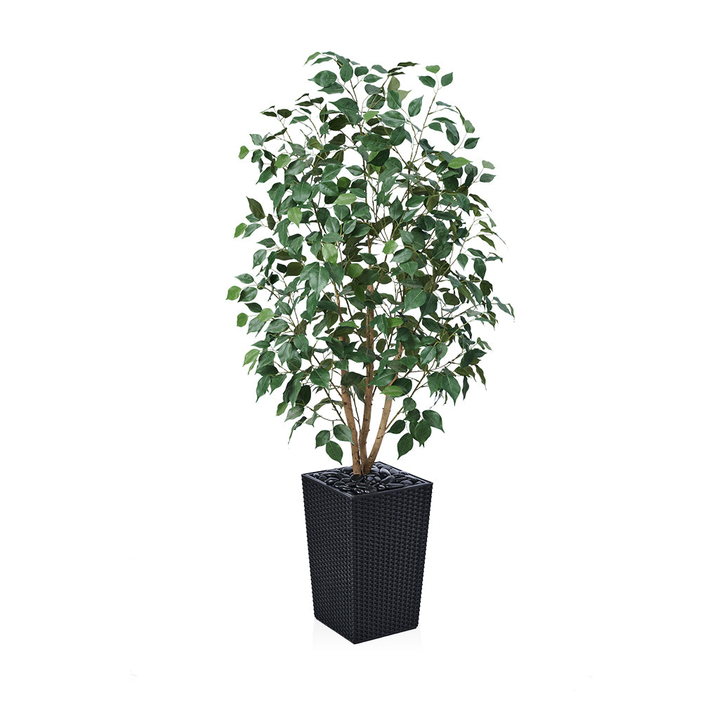 VeriNatural 5/6FT Natural Trunk Artificial Ficus Tree UV Resistant with Black/White Taper Planter for Indoor & Outdoor（VN129）