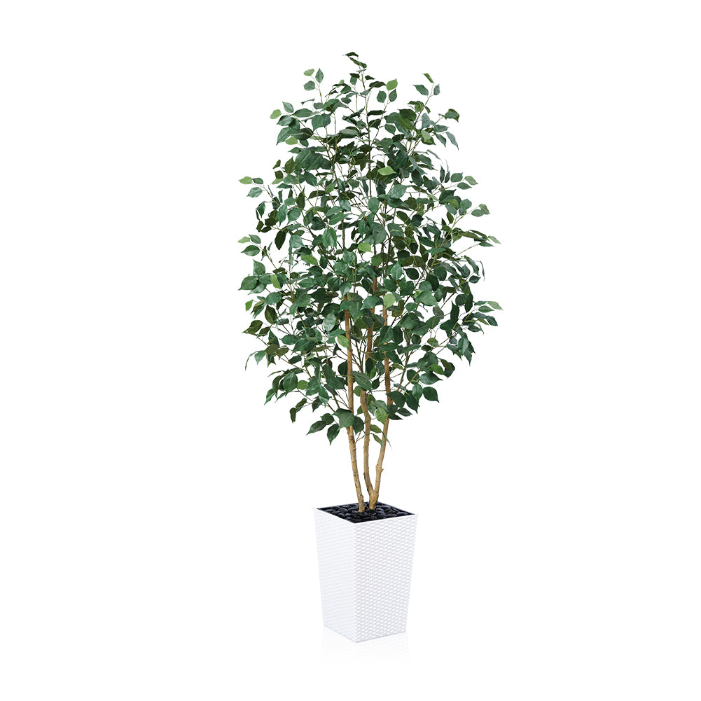VeriNatural 5/6FT Natural Trunk Artificial Ficus Tree UV Resistant with Black/White Taper Planter for Indoor & Outdoor（VN129）