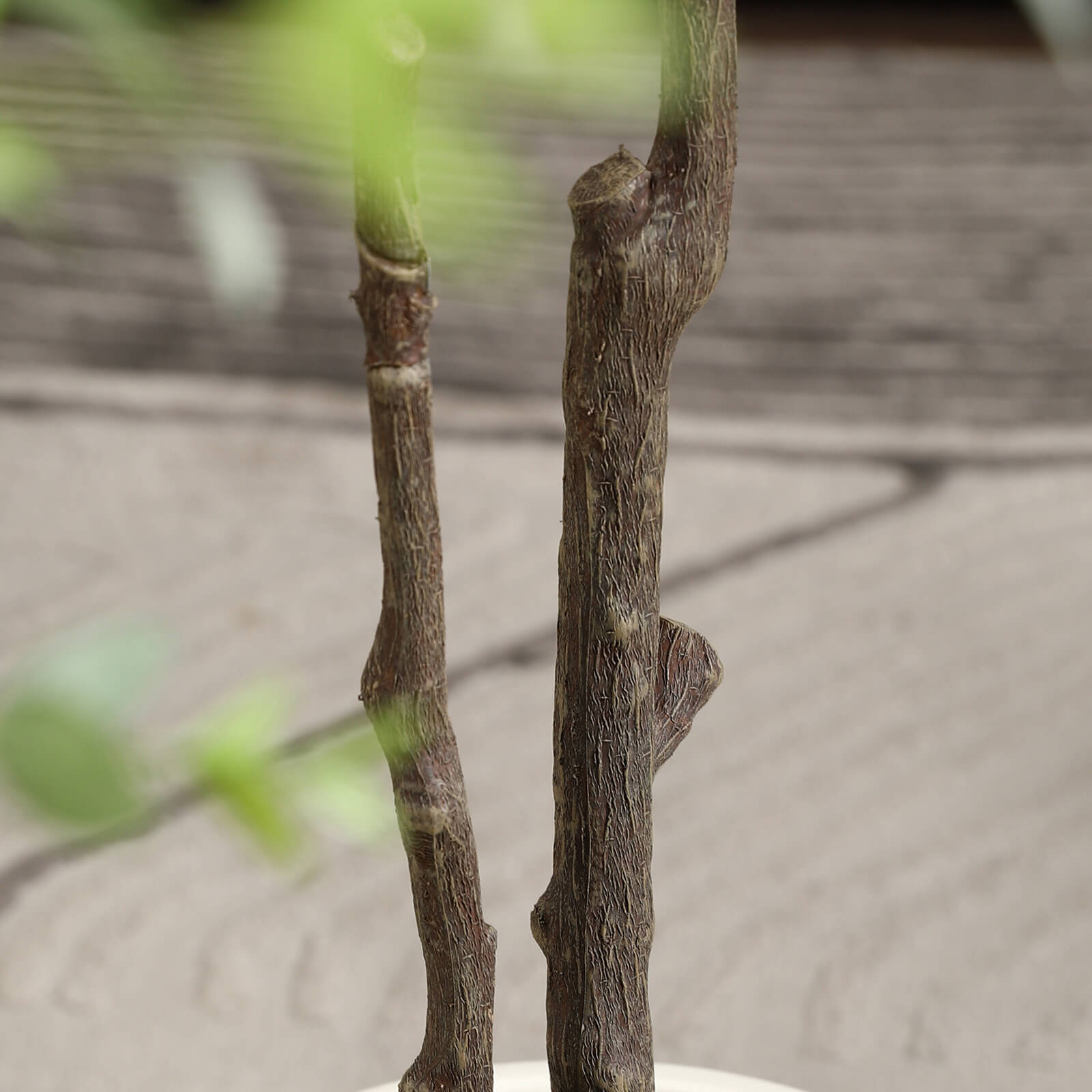 VeriNatural 6FT Artificial Eucalyptus with White Planter for Indoor