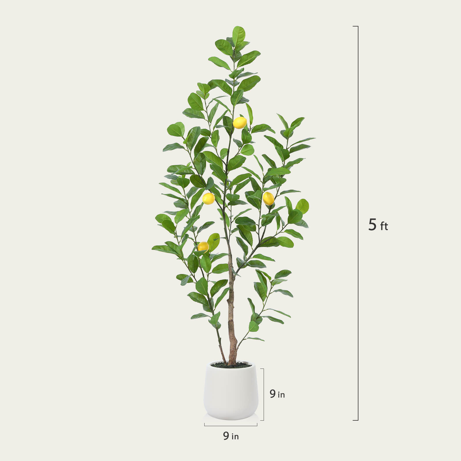 #size_5ft