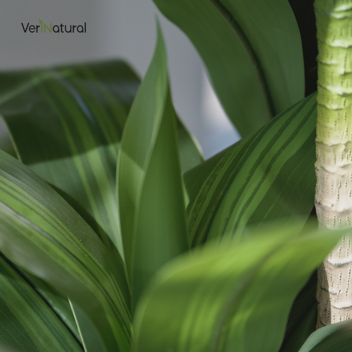 VeriNatural 5/6FT Artificial Dracaena Tree UV Resistant with Black Taper Planter for Indoor & Outdoor  (VN127)